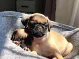 Sifir Burun Gül Kuyruk Pug Yavrulari