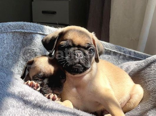 Sifir Burun Gül Kuyruk Pug Yavrulari görsel