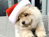 Chow Chow Yavruları