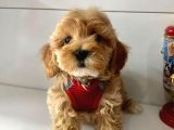 Orji̇nal Malti̇po Yavrular