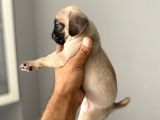 Sifir Burun Gül Kuyruk Pug Yavrulari