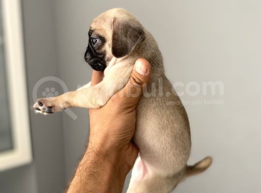 Sifir Burun Gül Kuyruk Pug Yavrulari