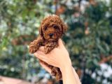Anne Altından Red Brown Toy Poodle Yavrular