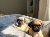 Sifir Burun Gül Kuyruk Pug Yavrulari