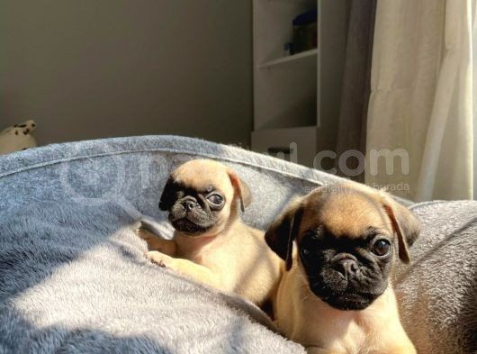 Sifir Burun Gül Kuyruk Pug Yavrulari görsel