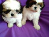 Morkie Cinsi Yavrular 