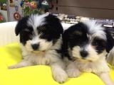 Morkie Cinsi Yavrular 