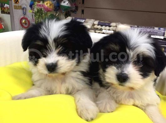 Morkie Cinsi Yavrular 