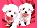Maltesse Terrier Cinsi Güzel Yavrular 