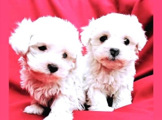Maltesse Terrier Cinsi Güzel Yavrular 