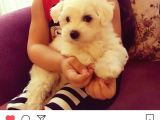 Maltesse Terrier Cinsi Güzel Yavrular 