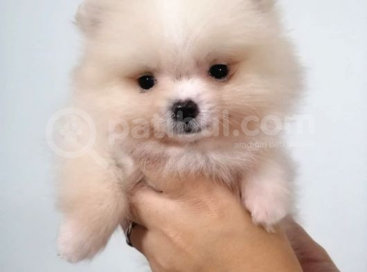 Yeni Yıla Yeni Arkadaşla Girin Pomeranian görsel
