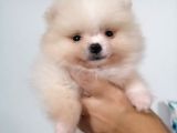 Yeni Yıla Yeni Arkadaşla Girin Pomeranian