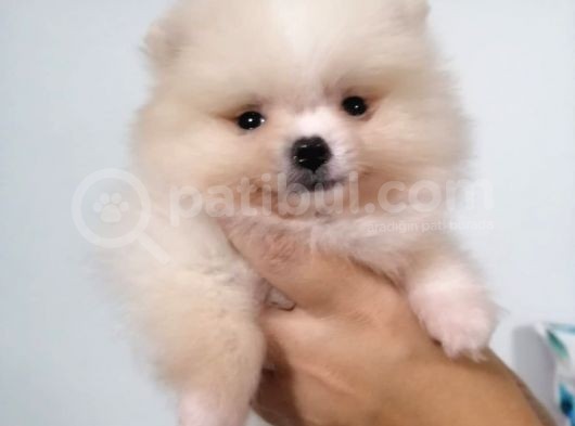 Yeni Yıla Yeni Arkadaşla Girin Pomeranian görsel