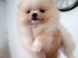 Yeni Yıla Yeni Arkadaşla Girin Pomeranian