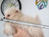 Yeni Yıla Yeni Arkadaşla Girin Pomeranian