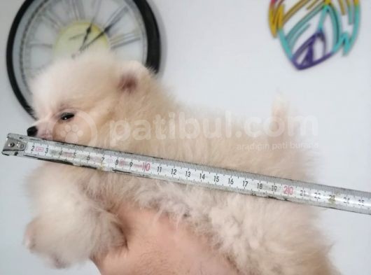Yeni Yıla Yeni Arkadaşla Girin Pomeranian görsel