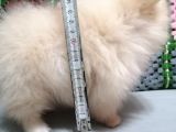 Yeni Yıla Yeni Arkadaşla Girin Pomeranian