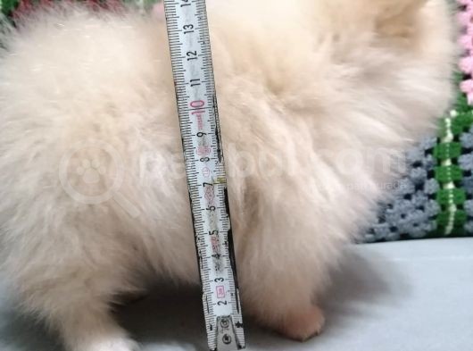 Yeni Yıla Yeni Arkadaşla Girin Pomeranian görsel