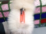 Yeni Yıla Yeni Arkadaşla Girin Pomeranian