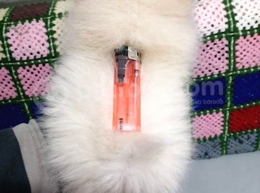 Yeni Yıla Yeni Arkadaşla Girin Pomeranian görsel