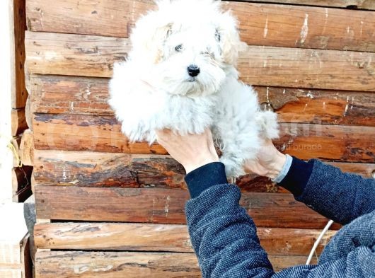 Maltesse Terrier Cinsi Güzel Yavrular  görsel