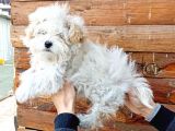 Maltesse Terrier Cinsi Güzel Yavrular 