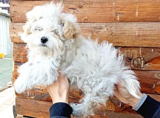 Maltesse Terrier Cinsi Güzel Yavrular 