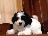 Morkie Cinsi Yavrular 