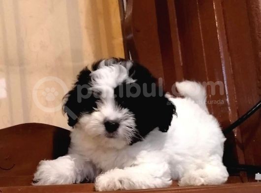 Morkie Cinsi Yavrular 