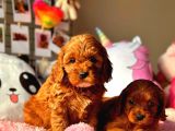 Tooy poodle cinsi yavrular Dişi erkek mevcuttur 