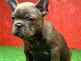 GÜZELLER GÜZELİ DİŞİ FRENCH BULLDOG BLUE YAVRUMUZ