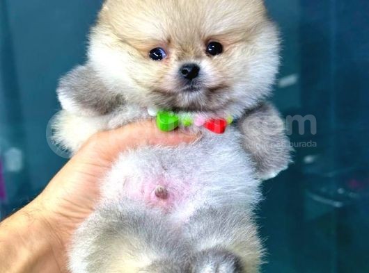 2.5 Aylık Erkek Ve Dişi Pomeranian Yavrular görsel