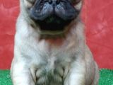 Türki̇ye Ni̇n En Muhteşem Di̇şi̇ Ve Erkek Pug Yavrulari