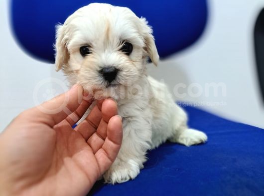 Uyguna Sıfır Boy Maltese Yavrularimiz görsel