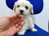 Uyguna Sıfır Boy Maltese Yavrularimiz