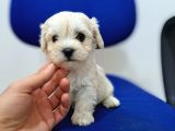 Uyguna Sıfır Boy Maltese Yavrularimiz