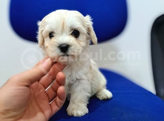 Uyguna Sıfır Boy Maltese Yavrularimiz görsel