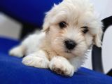 Uyguna Sıfır Boy Maltese Yavrularimiz