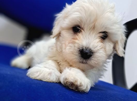 Uyguna Sıfır Boy Maltese Yavrularimiz görsel