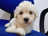 Uyguna Sıfır Boy Maltese Yavrularimiz
