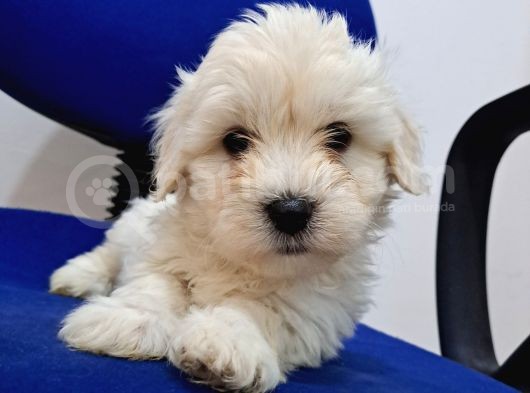 Uyguna Sıfır Boy Maltese Yavrularimiz görsel