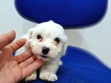 Uyguna Sıfır Boy Maltese Yavrularimiz