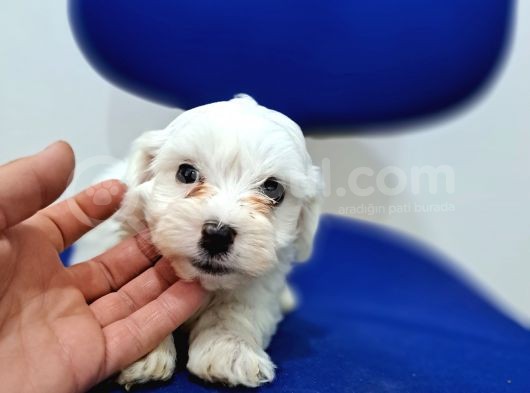 Uyguna Sıfır Boy Maltese Yavrularimiz