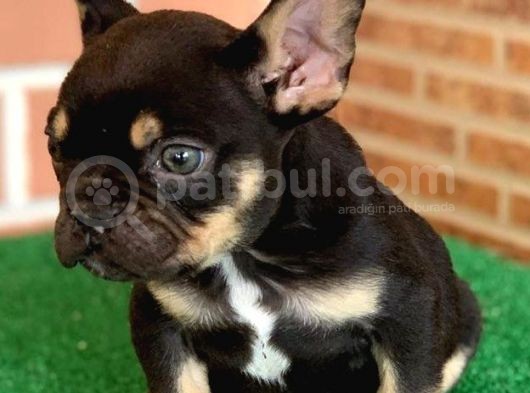 Safkan French Bulldog Black Tan Erkek Yavrumuz görsel