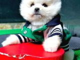 2.5 Aylık Erkek Pomeranian Yavru
