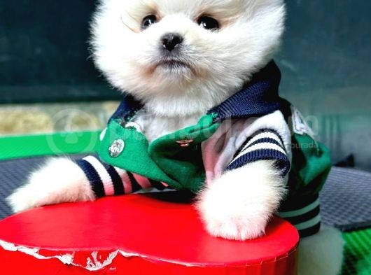 2.5 Aylık Erkek Pomeranian Yavru görsel