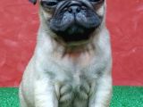 Türki̇ye Ni̇n En Muhteşem Di̇şi̇ Ve Erkek Pug Yavrulari