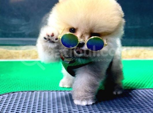 2.5 Aylık Erkek Pomeranian Yavru görsel