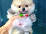 2.5 Aylık Erkek Pomeranian Yavru